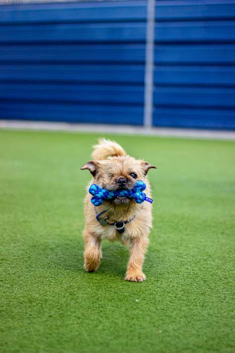 Battersea Rope Bone
