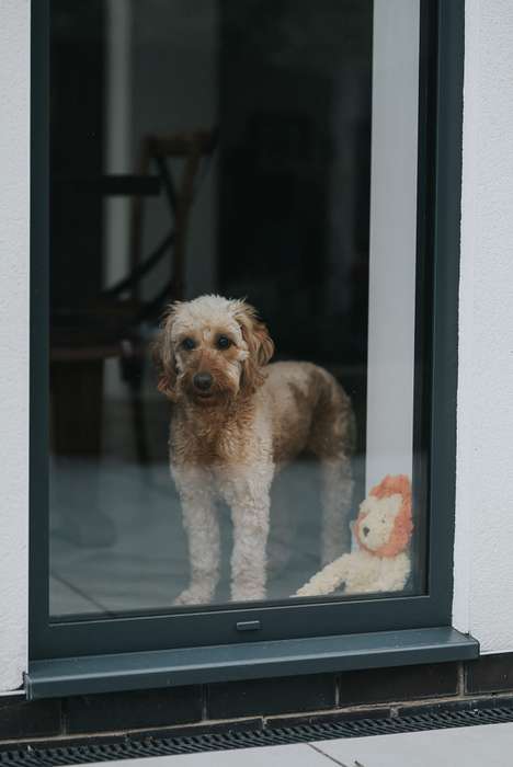 My Dog Lion