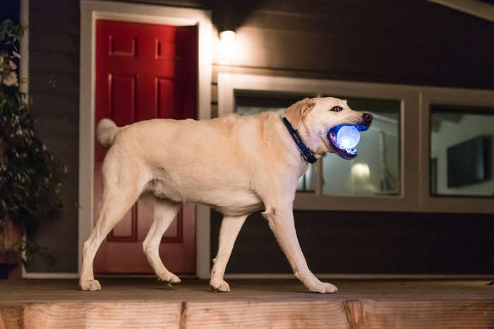 Planet Dog Orbee-Tuff Strobe Ball