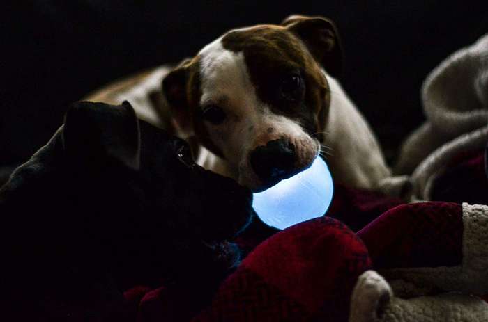 Planet Dog Orbee-Tuff Strobe Ball