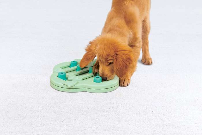 Nina Ottosson Puppy Hide 'n Slide Green
