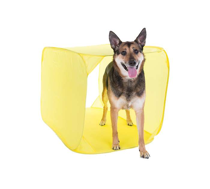 Outward Hound ZipZoom Indoor Agility Kit