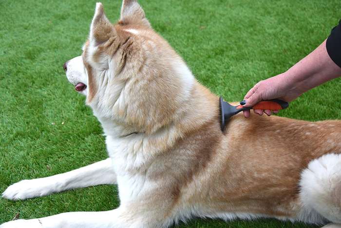 Salon Grooming Moult Stoppa