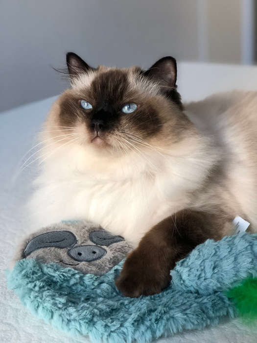 Snoozin Sloth Purr Pillow