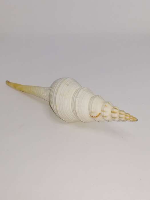 Medium Sea Shell