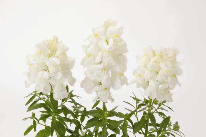 Antirrhinum Snapshot White - 10 seeds