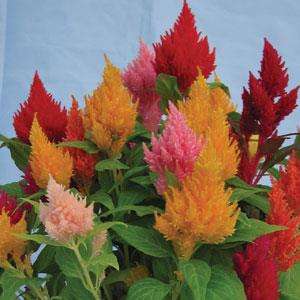Celosia Kimono Mix - Annual Plant - 10 seeds