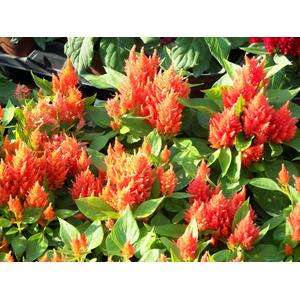Celosia Kimono Orange - 10 seeds