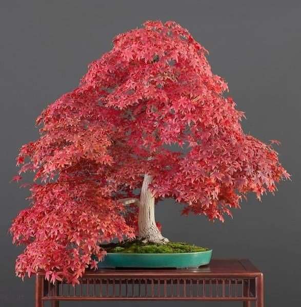 Red Oak Tree - Quercus rubra - Exotic Tree / Bonsai Tree - 5 Seeds