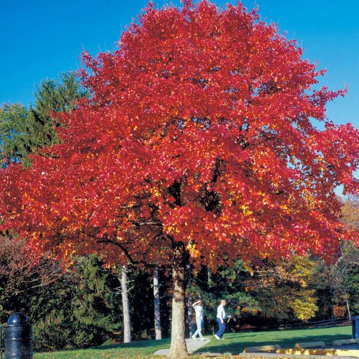 Red Oak Tree - Quercus rubra - Exotic Tree / Bonsai Tree - 5 Seeds
