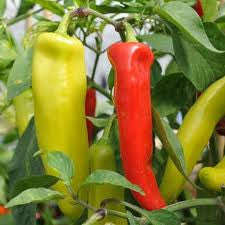 Hungarian Hot Wax Chilli Pepper - Capsicum Annuum - 10 Seeds
