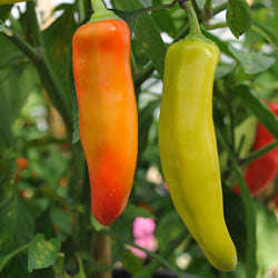 Hungarian Hot Wax Chilli Pepper - Capsicum Annuum - 10 Seeds