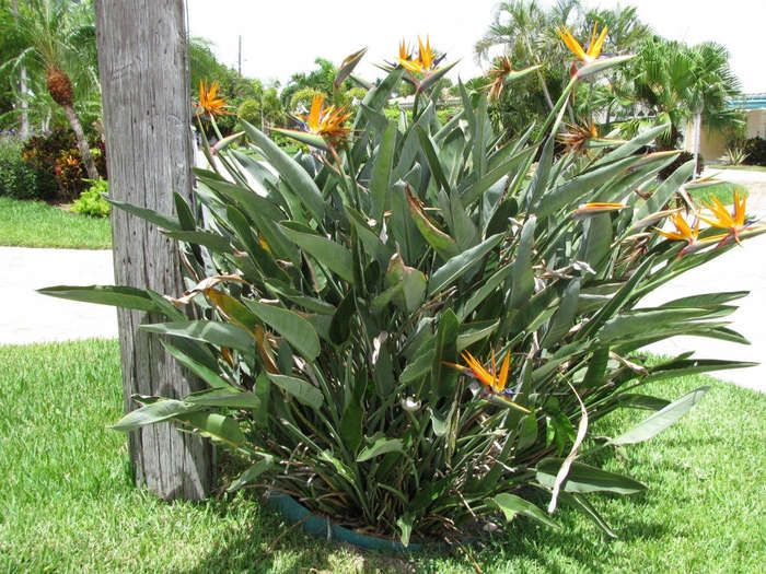 Corporate Gifting Seeds - Bird of Paradise - Strelitzia Reginae - Indigenou... - 20 Packs of 5 Seeds