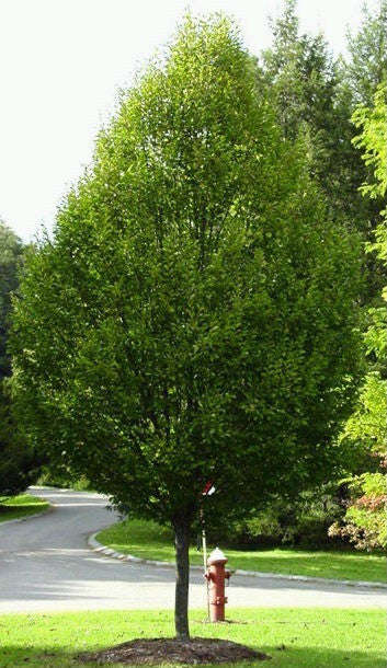 Common / European Hornbeam - Bonsai - Carpinus betulus - 10 Seeds