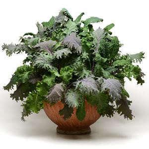 Kale Storm Salad Leaf Mix - Vegetable - 5 Seed Pellets - Simply Salad - Multi Seed Pellets - The ...