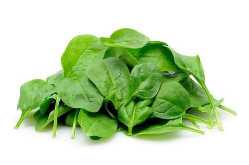 Cornet Baby Leaf Spinach - Hybrid - Spinacea Oleracea - 100 Seeds