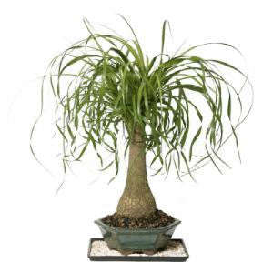 Ponytail Palm - Beaucarnea Recurvata - Seeds - 50 Seeds