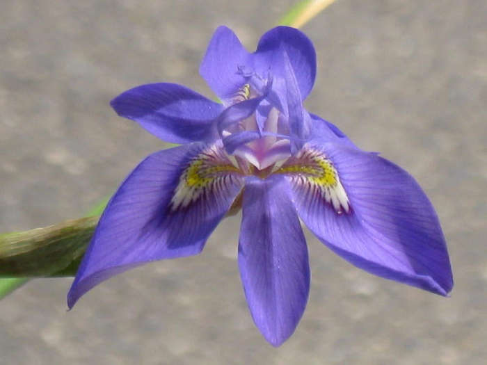 Moraea pritzeliana - South African Bulb - 10 Seeds