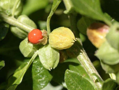 Indian Ginseng - Ashwagandha - Medicinal - Withania somnifera - 10 Seeds