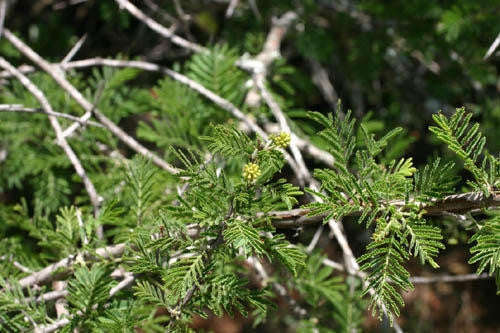 Acacia Luederitzii - False Umbrella Thorn Tree - Indigenous South African Tree - 10 Seeds