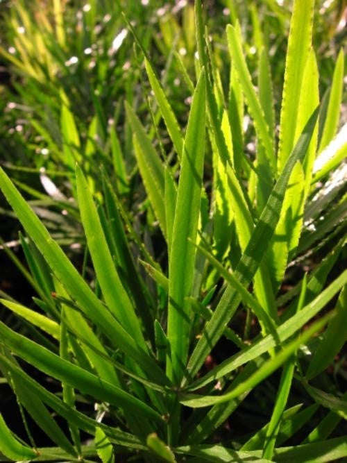 Asparagus Falcatus - Indigenous South African Creeper / Ground Cover - 5 Seeds