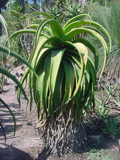 Aloe Alooides - Indigenous South African Succulent - 10 Seeds