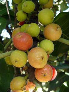 Ficus Trichopoda - Indigenous South African Fig Tree - 10 Seeds