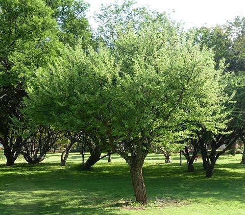 Acacia hebeclada - Indigenous South African Tree - 10 Seeds
