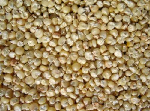 Wupperthal Maize - Zea mays - Organic Heirloom Vegetable - 20 seeds
