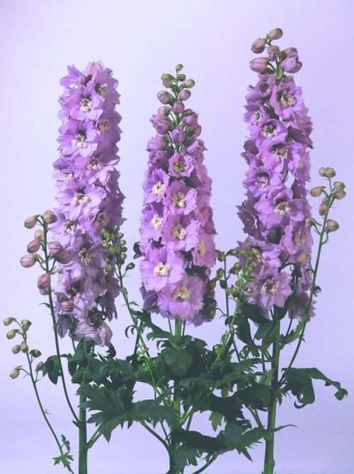 Delphinium Magic Fountains Cherry Blossoms White Bee Larkspur - Perennial Flower - 10 Seeds