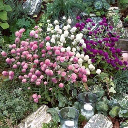 Gomphrena Las Vegas Mix - Annual Flower - 10 Seeds