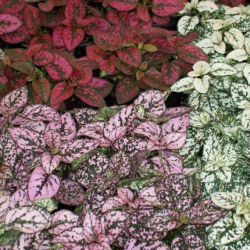 Hypoestes Splash Mix - Evergreen Perrenial Shrub - 10 Seeds