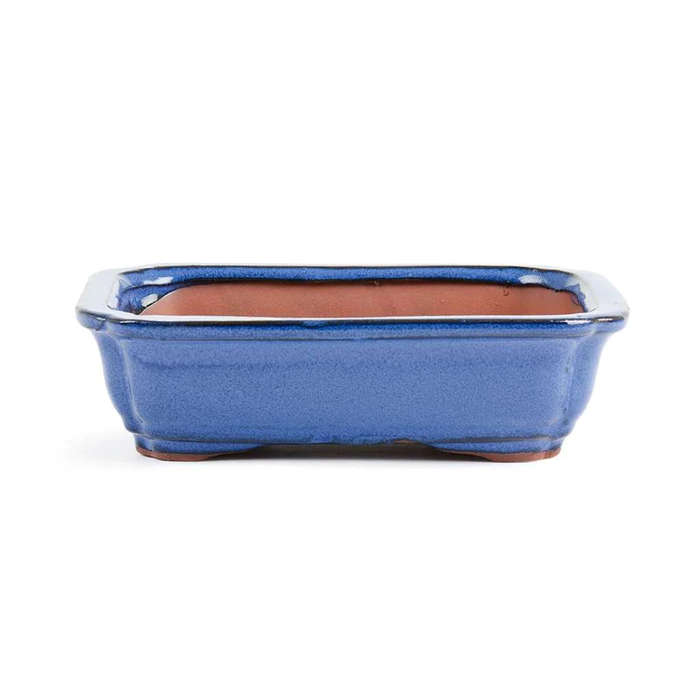 15.5cm x 12cm x 5cm Bonsai Container - Blue
