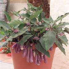 Eggfruit Fairy Tale - Exotic Vegetable - Container Vegetable - 5 Seeds