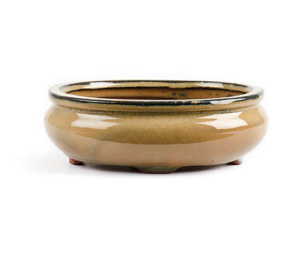 11cm x 9cm x 5cm Oval Glazed Bonsai Container - Dark Mustard