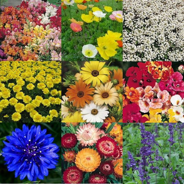 "Summer Time" Flower Seeds - 10 Seed Packs - Summer Specials - PK1