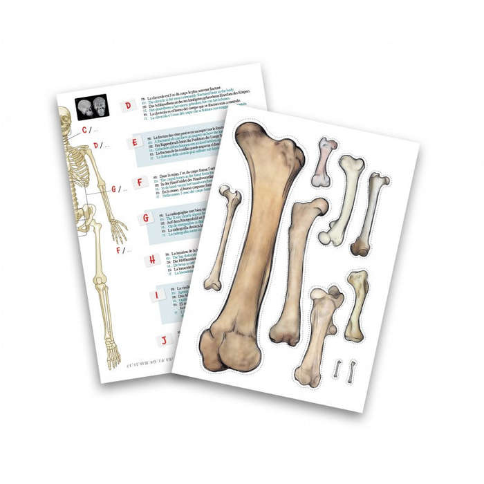 Skeleton 45cm (Boxed) (Buki)
