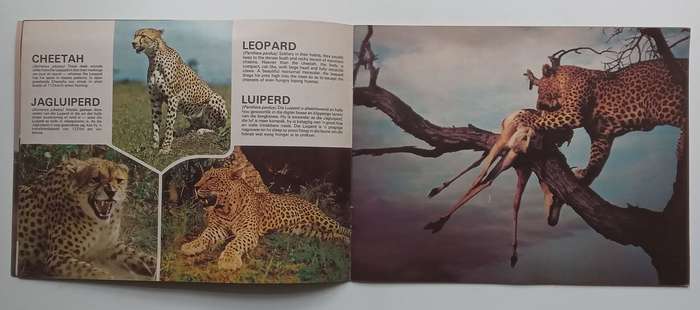 Wildlife of Southern Africa