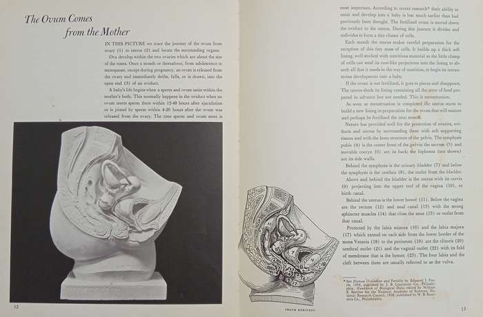 A Baby is Born: The Picture Story of a Baby from Conception through Birth