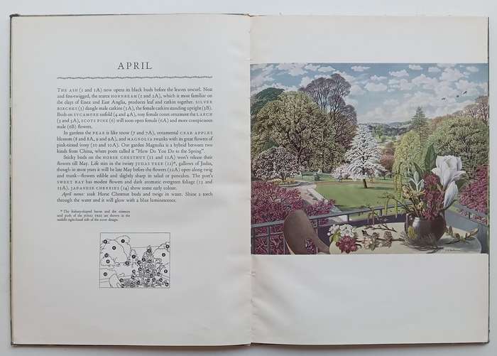 The Shell Guide to Trees and Shrubs | S. R. Bradman & Geoffrey Grigson
