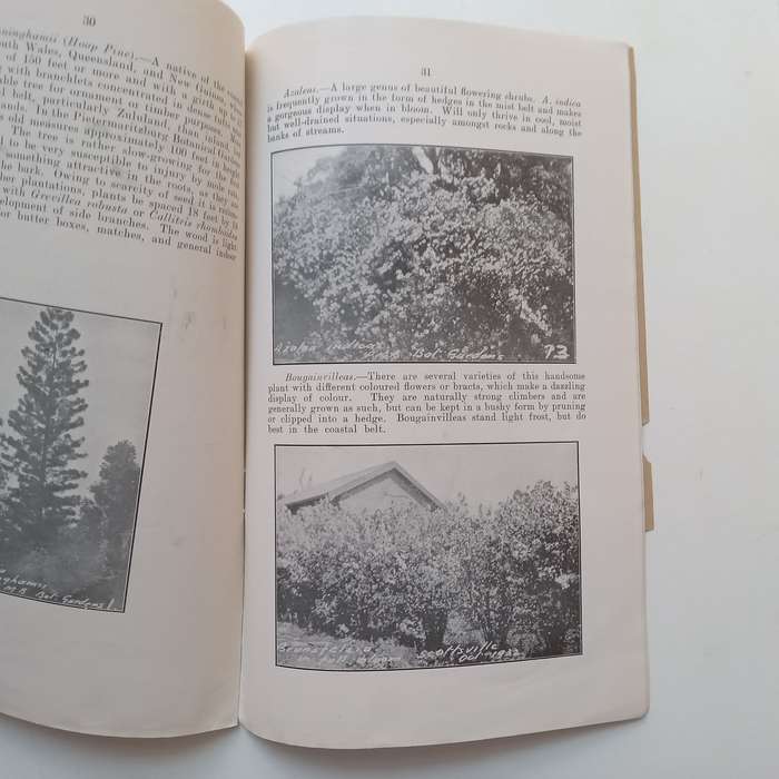 Some Notes on Tree-Planting with Special Reference to Natal