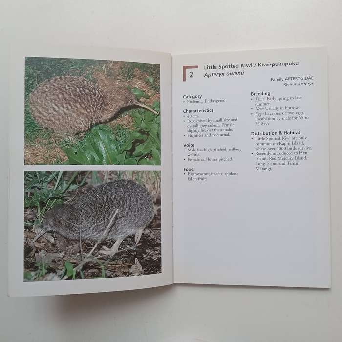 Rare Birds of New Zealand | Geoff Moon