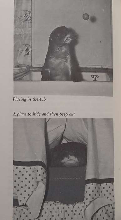 The True Story of Okee the Otter | Dorothy Wisbeski