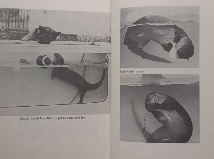 The True Story of Okee the Otter | Dorothy Wisbeski