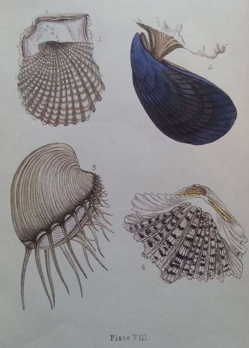 Beautiful Shells: Their Nature, Structure, and Uses (First Edition, 1855, with Hand-Coloured Plat...