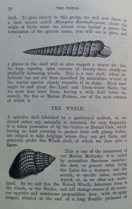 Beautiful Shells: Their Nature, Structure, and Uses (First Edition, 1855, with Hand-Coloured Plat...