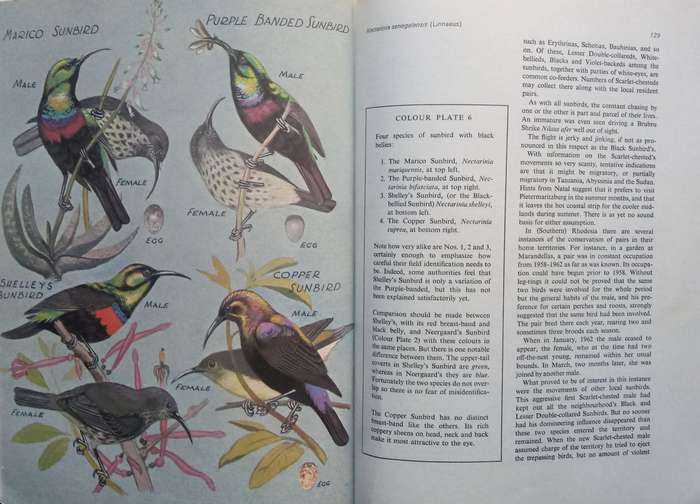 Sunbirds of Southern Africa, also the Sugarbirds, the White-Eyes and the Spotted Creeper (Inscrib...