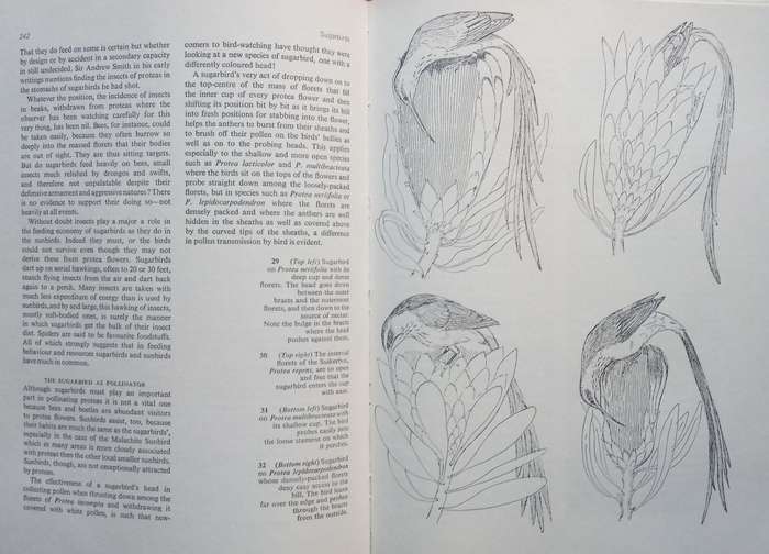 Sunbirds of Southern Africa, also the Sugarbirds, the White-Eyes and the Spotted Creeper (Inscrib...
