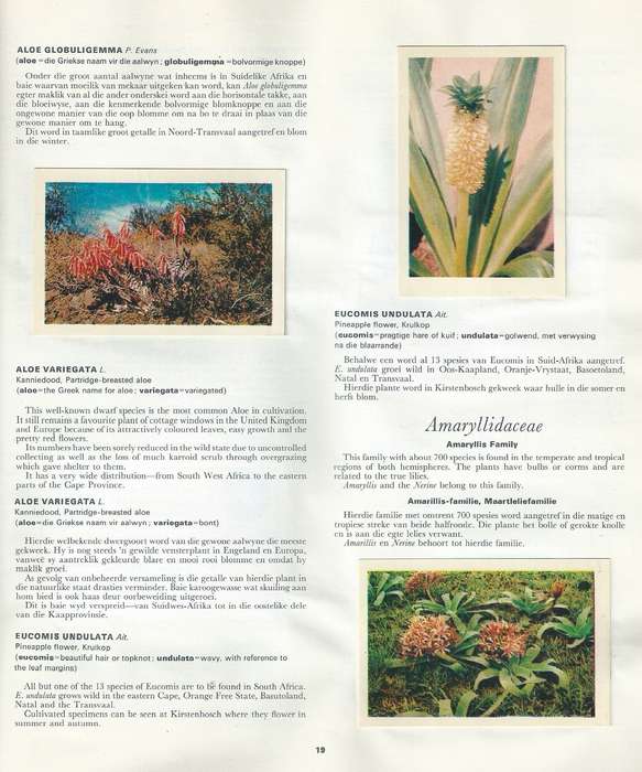 Our Flower Paradise/Ons Blommeparadys (Albu of Cards, Incomplete)