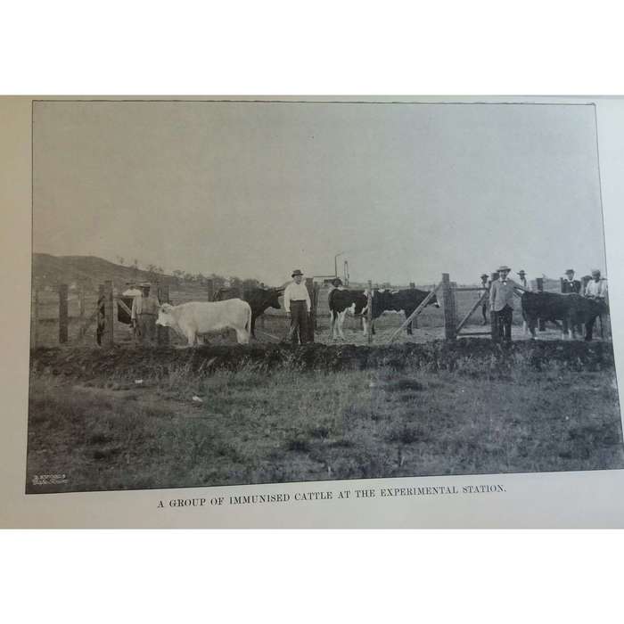 Cape of Good Hope Special Report on Rinderpest in South Africa | Colonial Veterinary Surgeon
